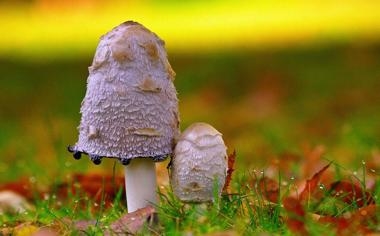 火影忍者里的博人是谁，火影忍者里的博人是不是第九代目